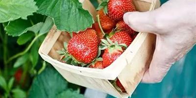 夢見摘草莓