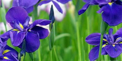 5月4日花語：紫蘿蘭，生日花語清涼