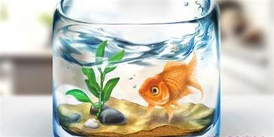 養魚風水：魚缸功能你知多少？
