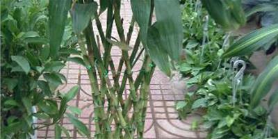 富貴竹的養殖方法和注意事項 在商鋪中怎麼養？