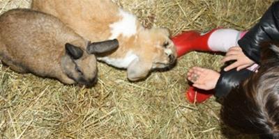 梦见喂兔子吃　周公解梦之梦到喂兔子吃