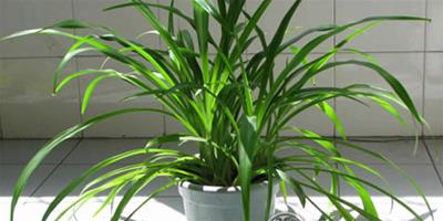 植物風水：讓家裡空氣更清新的家居植物