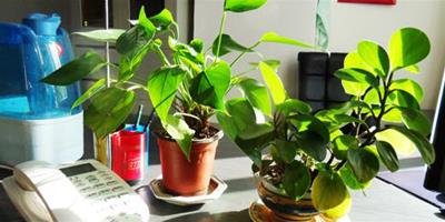 不同品種的辦公室植物對於辦公室風水有何影響？