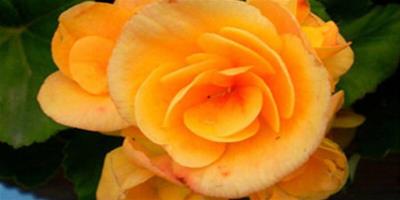 玫瑰海棠花圖片賞析 教你如何養殖海棠
