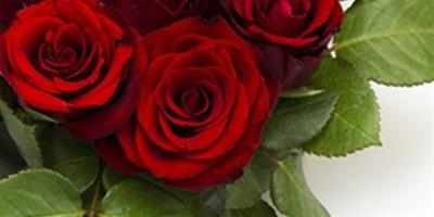 玫瑰花的種類及圖片欣賞 15種花語大盤點
