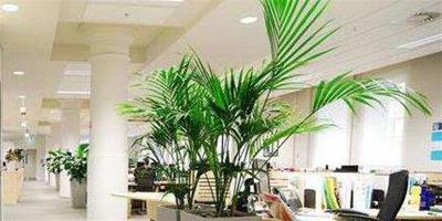 辦公室植物的大小如何確定？怎麼擺放？
