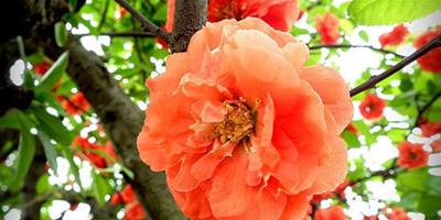 玫瑰海棠的繁殖方法有哪些 介紹3種繁殖方法給你