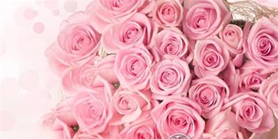 粉玫瑰花語是什麼，不同朵數的粉玫瑰花語