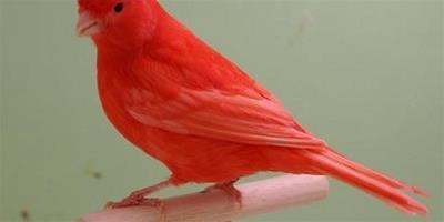 夢見一隻紅色的鳥