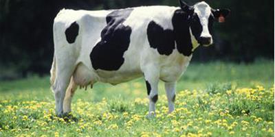 夢見奶牛或擠牛奶