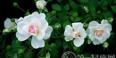 最為純潔的花：白色薔薇花圖片大全