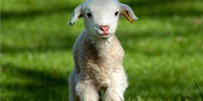 夢見剛出生小羊羔