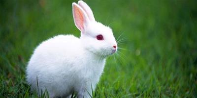動物夢境占卜：兔子在跑的話，金錢運蹭蹭漲！