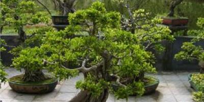 臥室中的榕樹盆景怎麼養對風水才好？