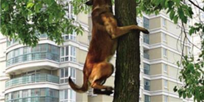 梦见狗会爬树　周公解梦之梦到狗会爬树