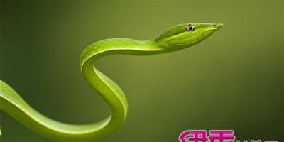 夢到很多黃綠色的蛇是什麼意思 夢見蛇的寓意大全