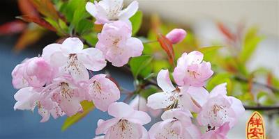樱花的花语是什么 樱花的寓意