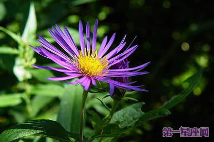 9月3日花語 紫苑 生日花語說謊 天天運勢