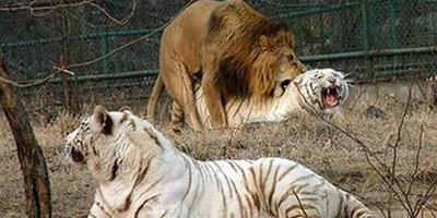 夢見老虎和獅子打架