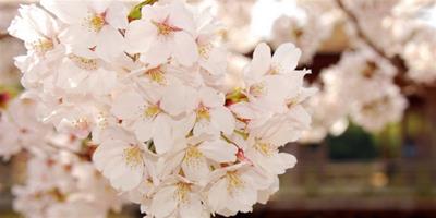 夢見櫻花是什麼意思