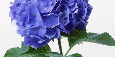 夢見藍色的花朵