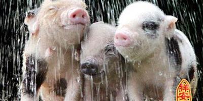 梦见猪洗澡　周公解梦之梦到猪洗澡