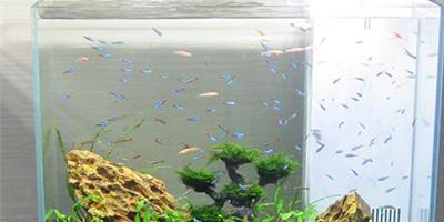 魚缸放在什麼位置能生財 養多少條魚最好