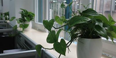 擺放辦公室植物時需要注意哪些風水禁忌？