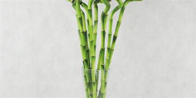 合理的養殖能讓開運竹的風水效果更佳