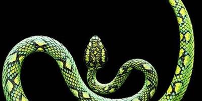 屬蛇的姻緣，屬蛇人的婚姻與命運