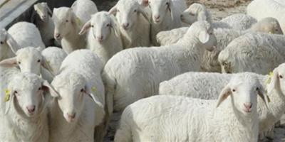夢見綿羊羔是什麼意思