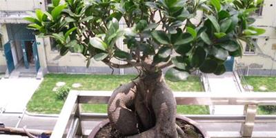家中的榕樹盆景怎麼養？榕樹盆景的養殖方法