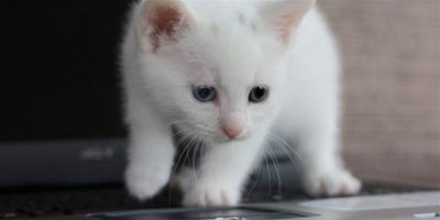 夢見白貓