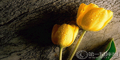 33朵黃玫瑰花語，對你美好的祝福
