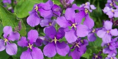 做夢夢見紫色的花