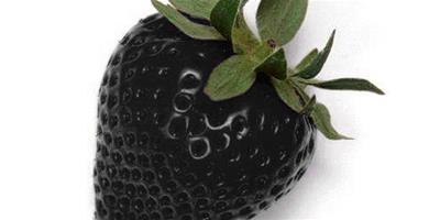 夢見黑草莓